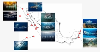Mapa Mexico Pelagic Life Expediciones - Schools Of Silky Sharks During Mating Rituals