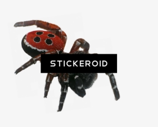 Spider Insects - Portable Network Graphics