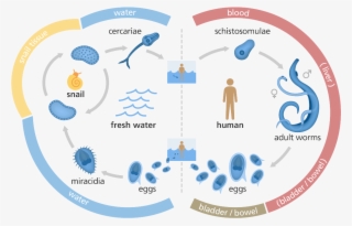 Illustration Showing The Life Cycle Of The Schistosome - Bilharzia Life Cycle Diagram