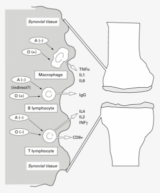 Major Stimulatory Or Inhibitory (−) Evects (direct - Diagram