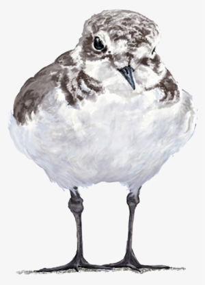 Watercolor, Pencil, Photoshop, Illustrator, Indesign - Illustrator