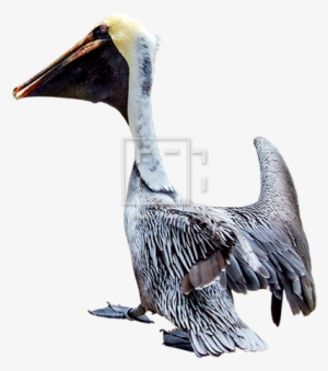 Parent Category - Brown Pelican