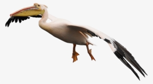 Aves Con Pico Grande