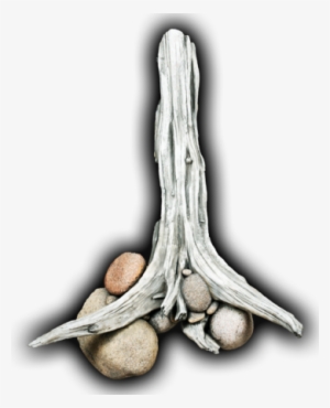 Driftwood/rock Wall Scene - Elephant Garlic