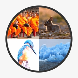 Open Edition - Snowshoe Hare