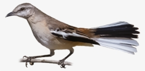 White-banded Mockingbird - Northern Mockingbird