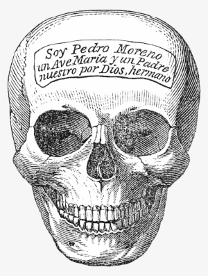 Skeleton Head - Naturalist Halloween