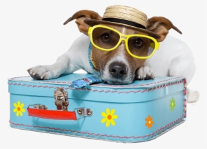 Dog Vacation - 10 Pet Friendly Hotel In The World