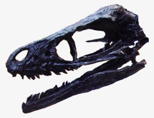 Bambiraptor-head - Bambiraptor