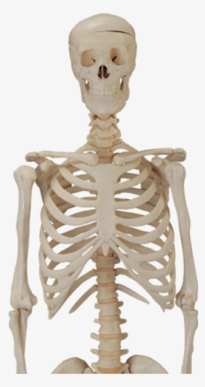 Skeleton Png For Picsart