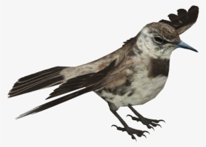 Floreana Mockingbird - Drawing