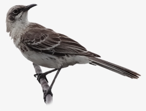 San Cristobal Mockingbird - Northern Mockingbird