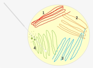 7-streak Plate - การ Streak Plate