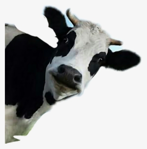 Wallmonkeys Wall Decals Wallmonkeys Cow Peel And Stick