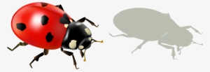 Ladybird Beetle