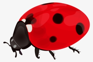 Ladybug Png Clip Art - Ladybug Png