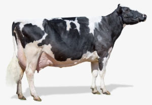 Passe O Mouse Sobre A Vaca Abaixo Para Visualizar As - Vaca Leiteira Png