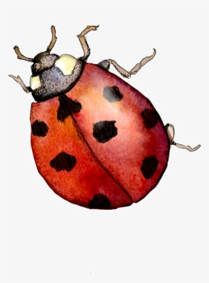 Various Sketches From The Watercolor Sketchbook I Kept - Watercolor Ladybug Png
