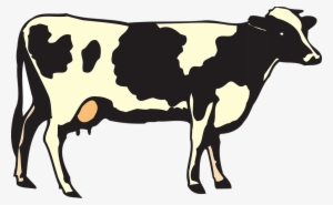 Vaca - Cow Euro Oval Bumper Sticker