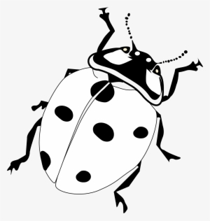 Realistic Ladybird Google Search Clip Art Transparent - Ladybird Black And White