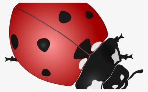 Ladybug Clip Art Free Vector / 4vector - Ladybird Black And White