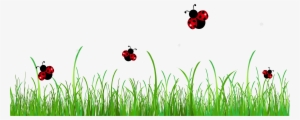 Ladybug Clipart 5 Hd Images - Ladybugs Clipart