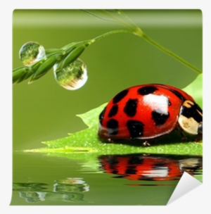 Ladybug Running Along The Green Wet Grass - Lady Bird On Leaf