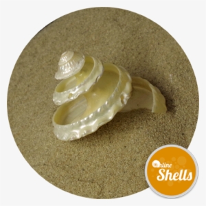 Pearl Undosa Spiral Cut - Clam