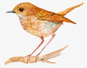 Hand Painted An Orange Bird Png Transparent - Bird