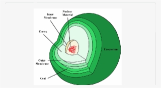 Bacterial Spore Structure