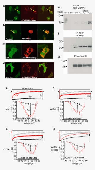 N Terminal C106 Residue Plays A Critical Role In Global - Cav1.2
