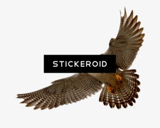 Falcon Png 11 Png Rh Stickeroid Com Cute Falcon Sad - Hawks With White Background