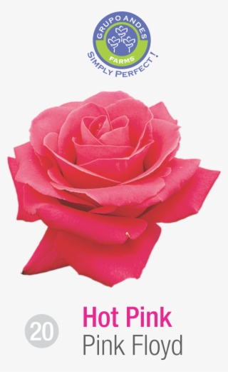 Rosa Variedad Pink Floyd Grupo Andes Farms - Portable Network Graphics