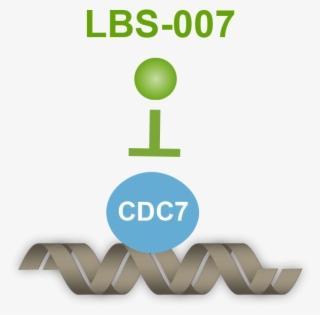 Inhibits Cdc7's Role In Dna Repilcation - Selbsthilfegruppe