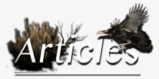 Web Articles Page