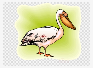 Beak Clipart Stork Water Bird