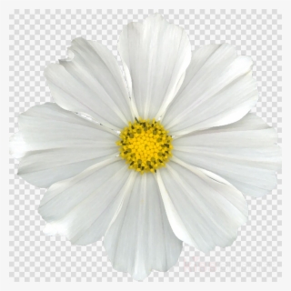White Flower Png Clipart Common Daisy Flower - Daisy Flowers No Background