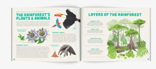 Save The Rainforest Conservation - Tropical Rainforest