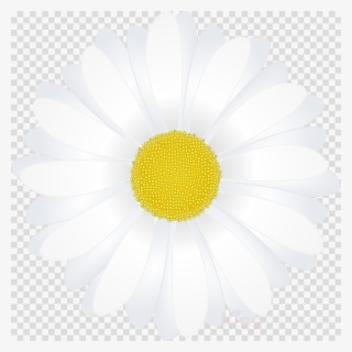 Tumblr Clipart We Heart It Common Daisy - Boton Con Fondo Transparente