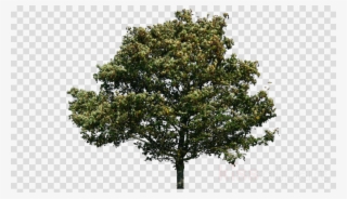 Trees On Wind Png Clipart Tree - Tree