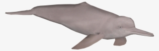 Amazon River Png Clip Art Library - Amazon River Dolphin Png