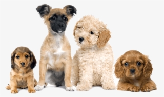 Best Grooming Brush - Fun4dogs