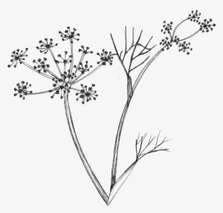 Fennel Flowers Linedrawing - Flower