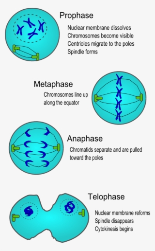 Apples Transparent Logo - Clemson University 1-1/2" Labels