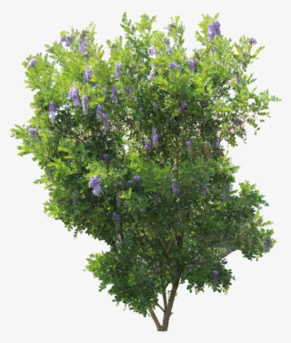 Mountain Laurel Png Vector - Kruin Van Een Boom