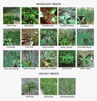 Common Lawn Weeds - Lawn Weed Identification