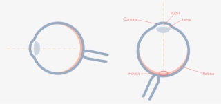 Parts Of Your Eye - Circle