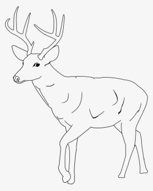 Drawn Buck Deer Antler - Printable White Tail Deer