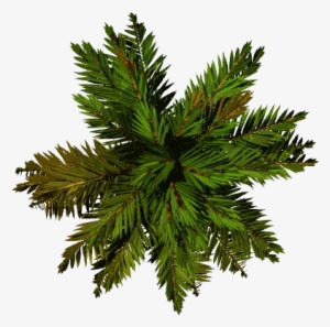 Tree Top Png File - Palm Top View Png