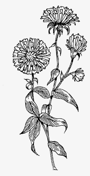 Outline - Black Outline Flowers Png